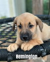 adoptable Dog in , PA named Remington