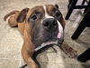 adoptable Dog in , PA named Samson