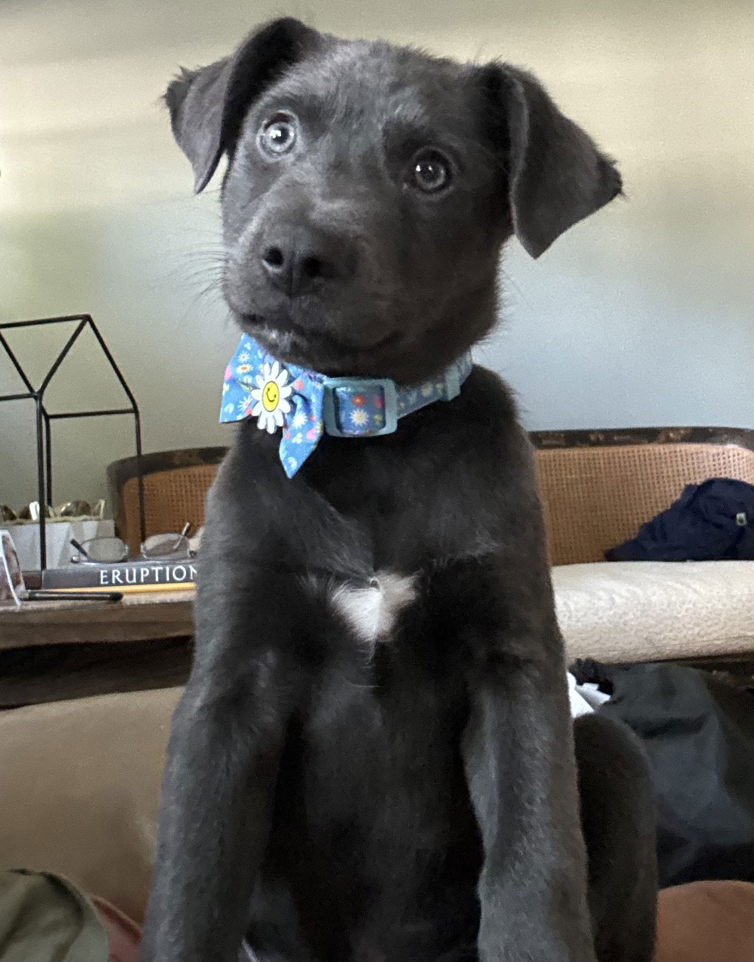 adoptable Dog in Parker Ford, PA named Raiden