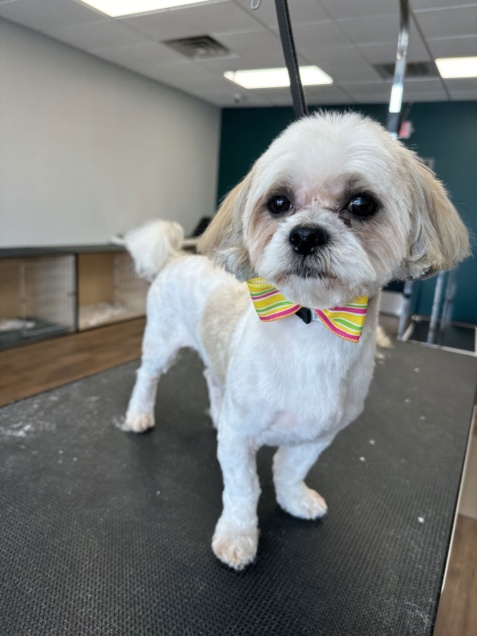 adoptable Dog in Parker Ford, PA named Cody