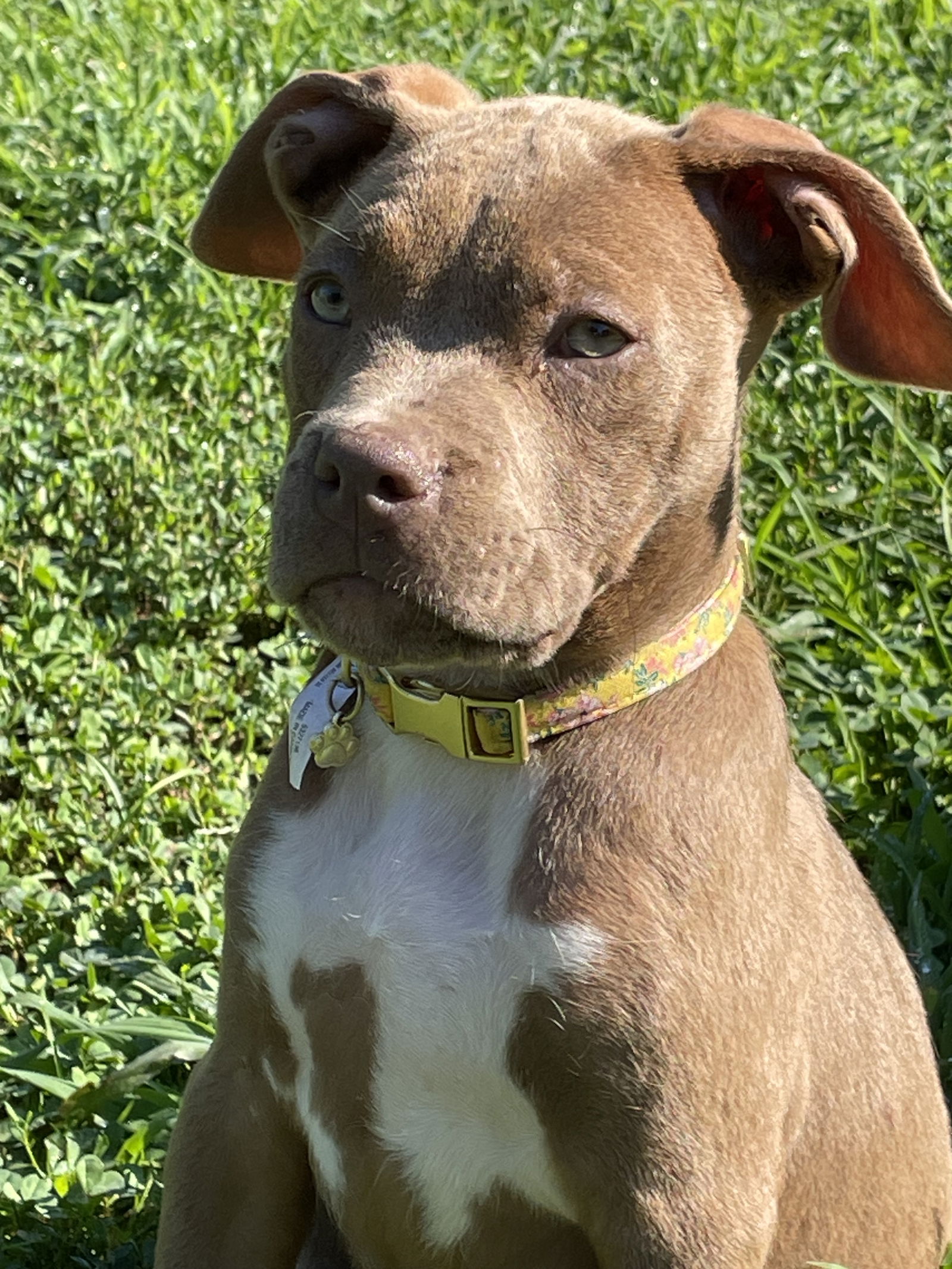 adoptable Dog in Parker Ford, PA named Tesla