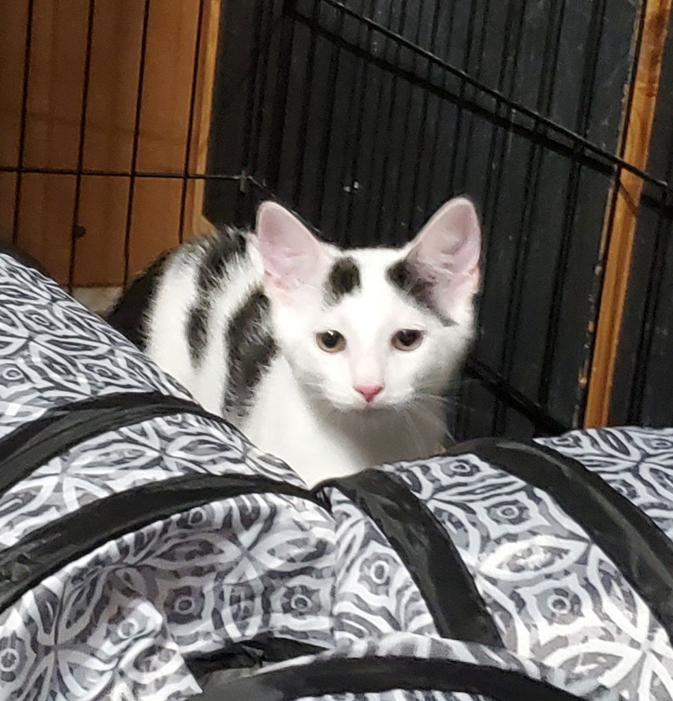 adoptable Cat in Parker Ford, PA named Cannoli