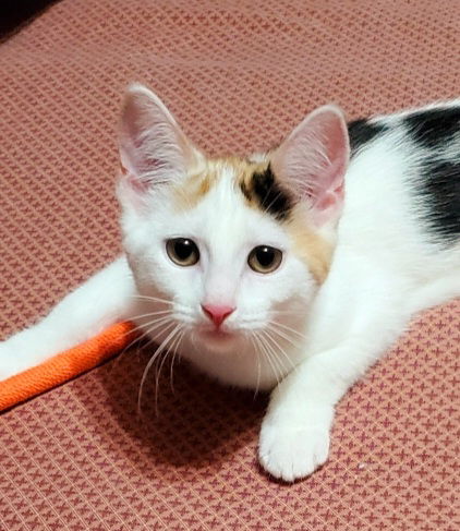 adoptable Cat in Parker Ford, PA named Coconut