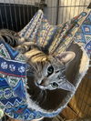 adoptable Cat in parker ford, PA named Frito