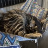 Frito - Photo 2