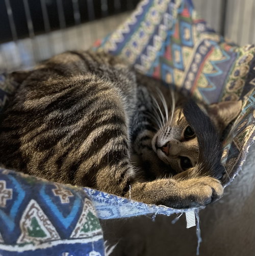 FRITO - Domestic Short Hair available for adoption