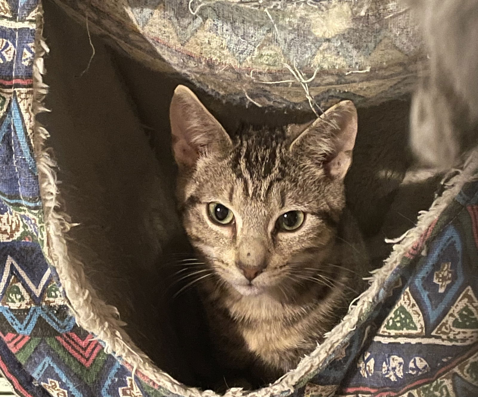 adoptable Cat in Parker Ford, PA named Frito