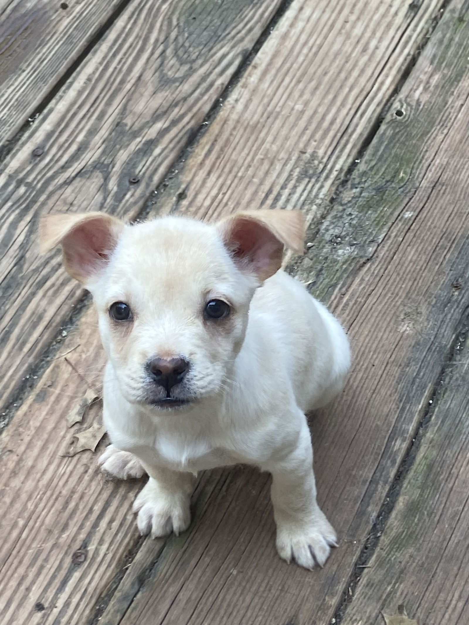 adoptable Dog in Parker Ford, PA named Nellie