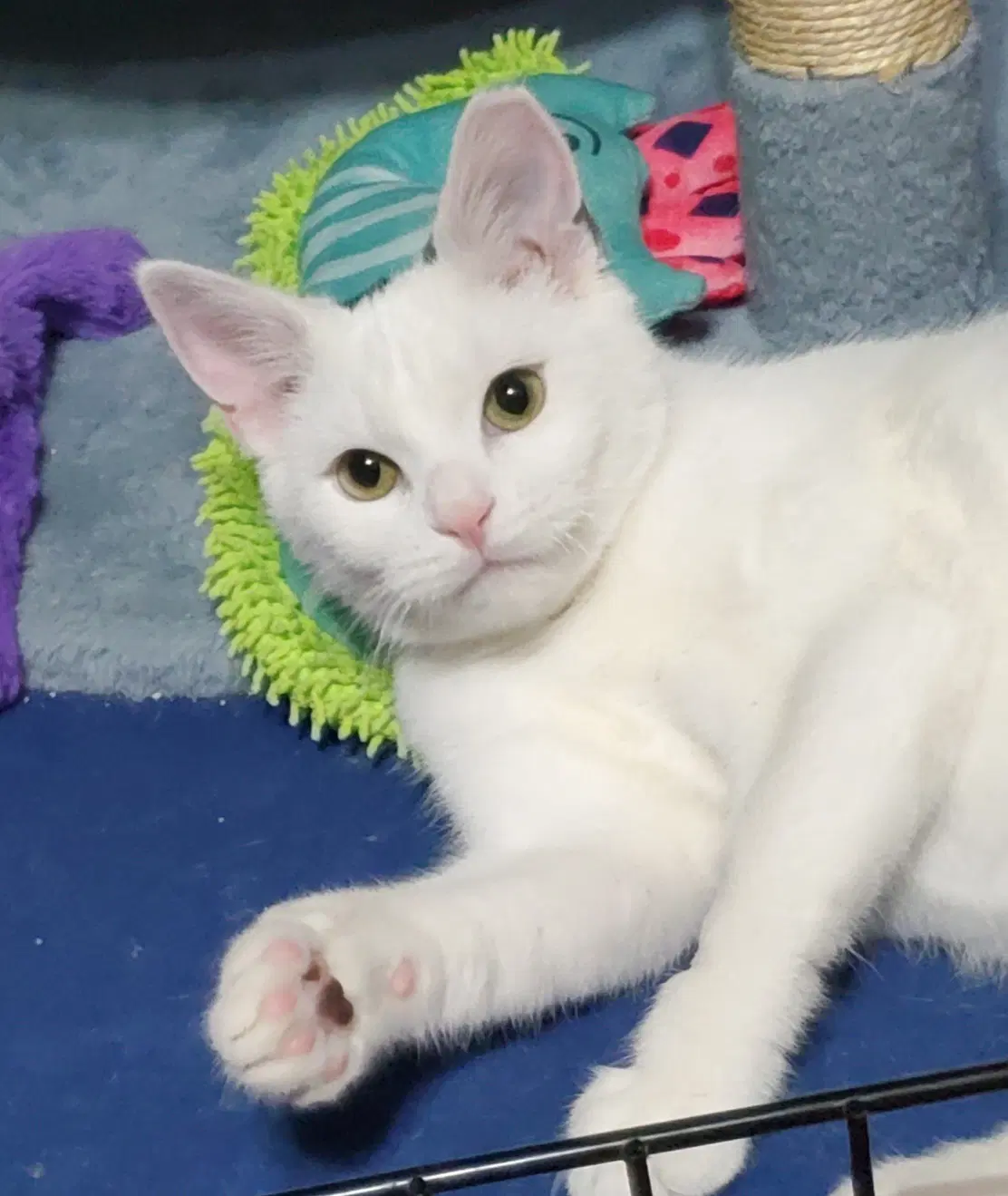 Clarabelle - Domestic Short Hair