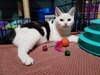 Clarabelle - Photo 4
