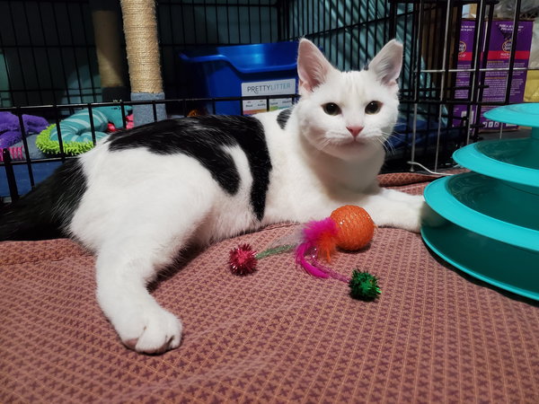 Clarabelle