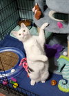 Clarabelle - Photo 2