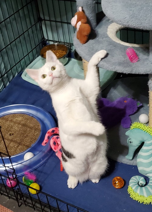 CLARABELLE - Domestic Short Hair available for adoption