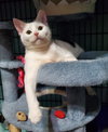 Clarabelle - Photo 3