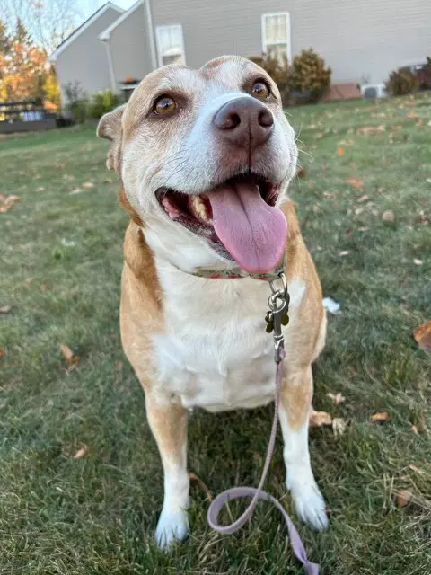 Maggie - Cattle Dog