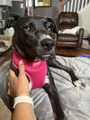 adoptable Dog in  named Eliza Jane