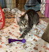 Birdie - Photo 2