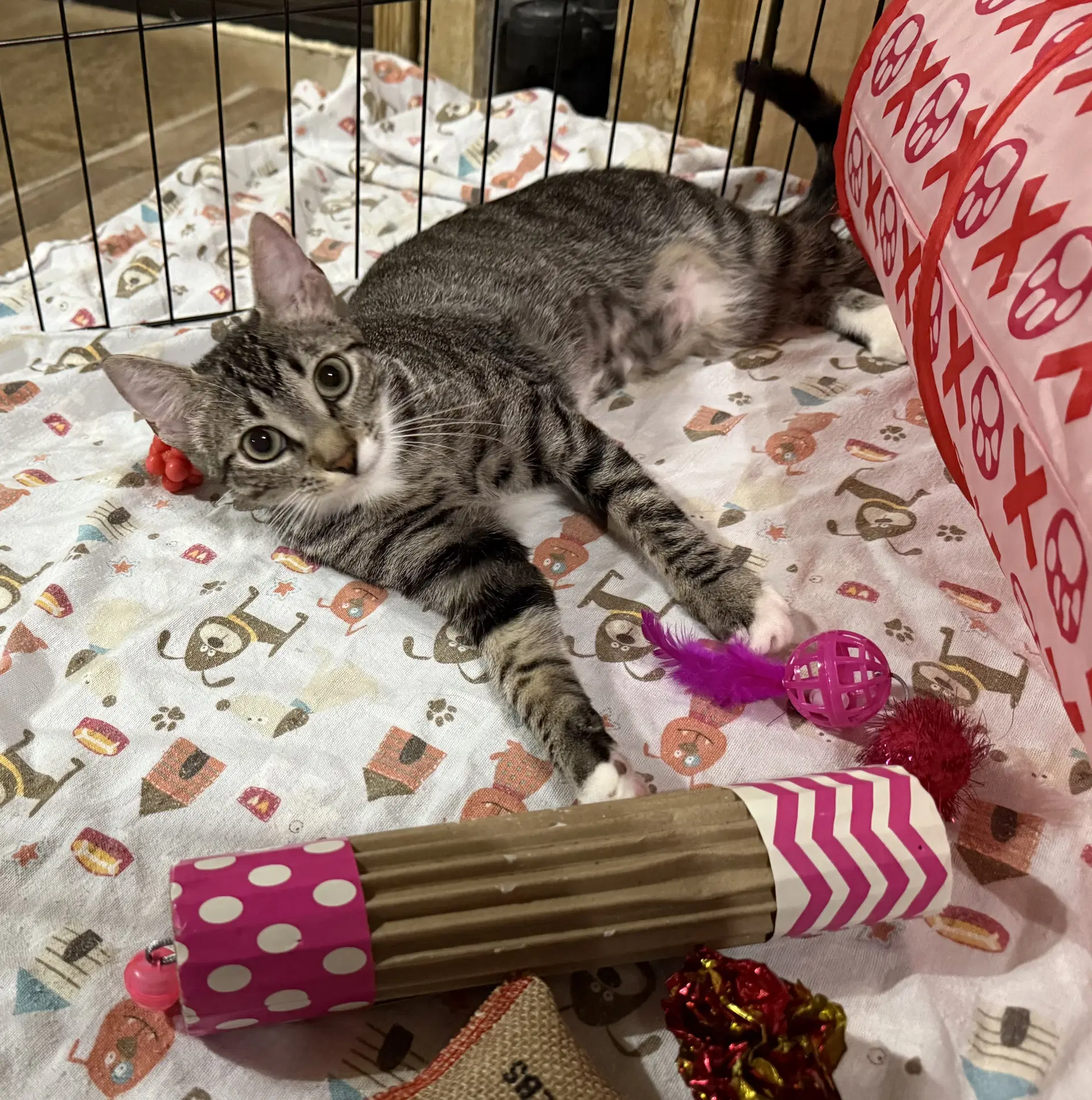 Birdie - Domestic Short Hair