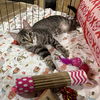 adoptable Cat in  named Birdie
