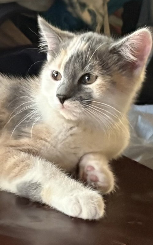 picture of the cat needing adoption
