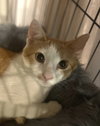 Stitch - Photo 1