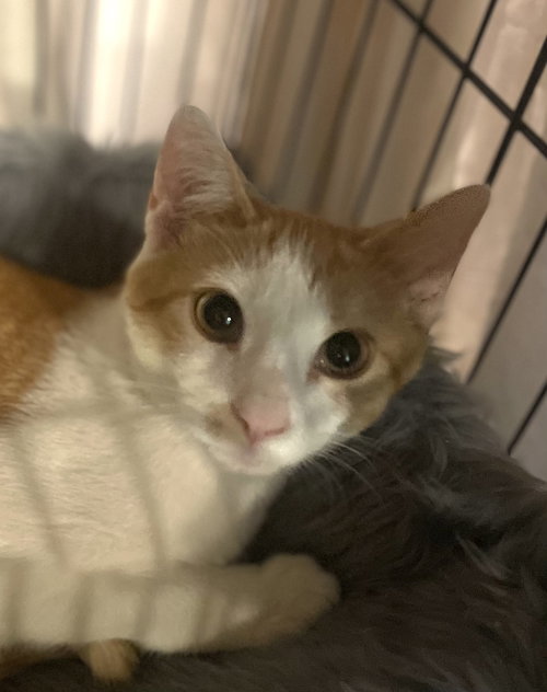 STITCH - Domestic Short Hair available for adoption