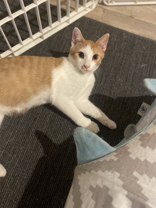 STITCH - Domestic Short Hair available for adoption