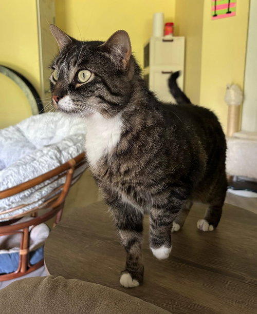 picture of the cat needing adoption