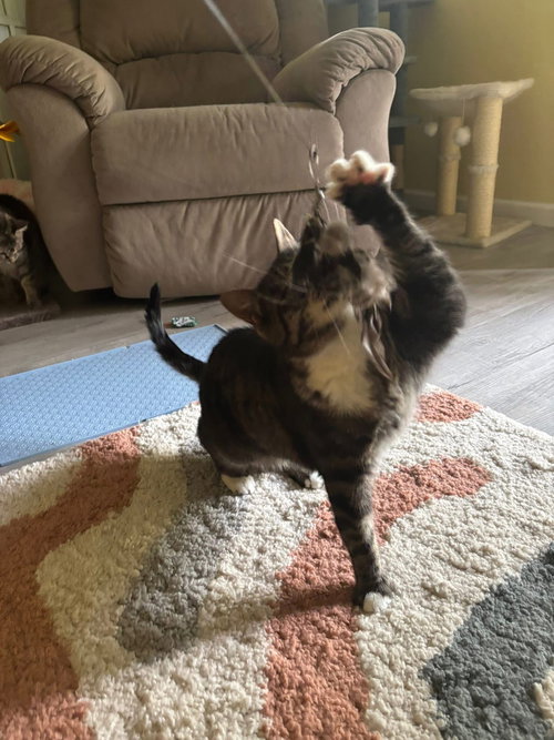 LOKI - Domestic Short Hair available for adoption