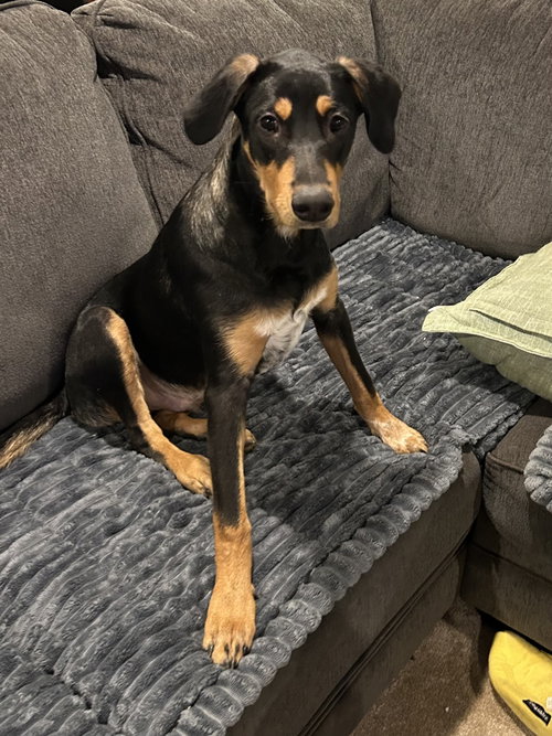 picture of the dog needing adoption