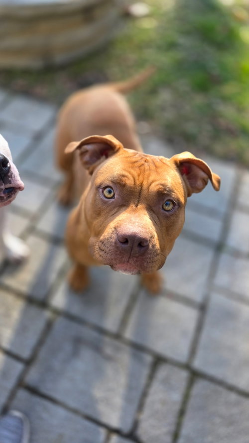 picture of the dog needing adoption