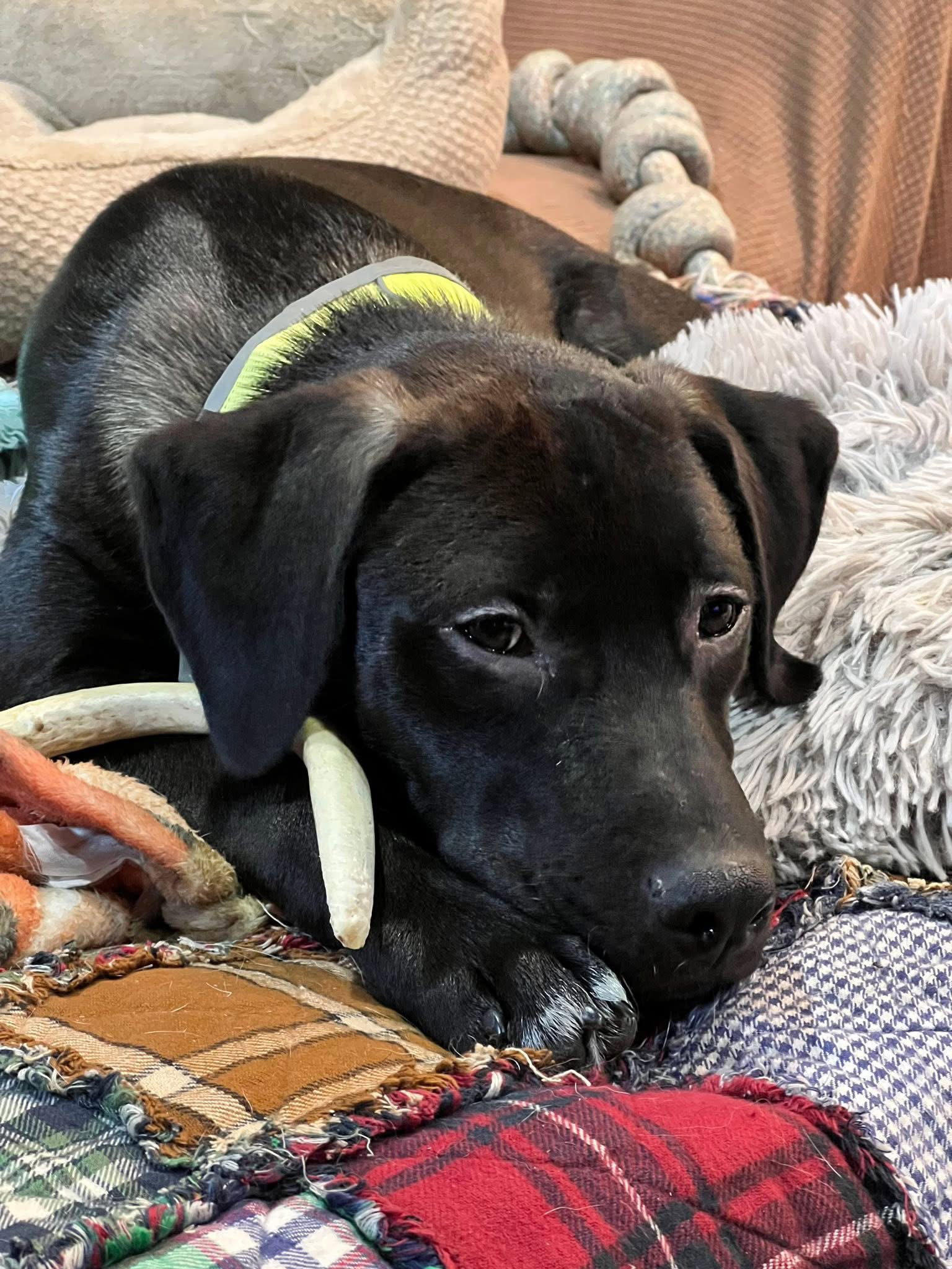 Eli