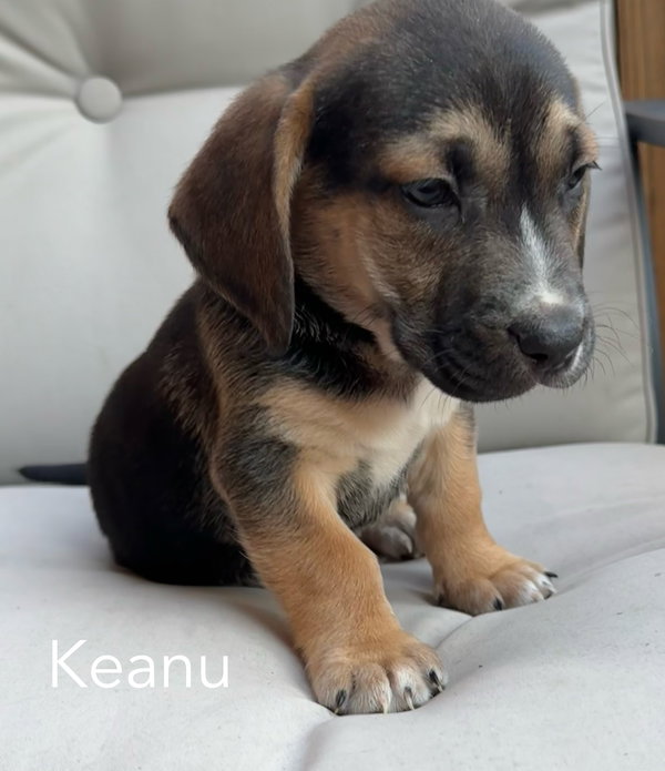 Keanu