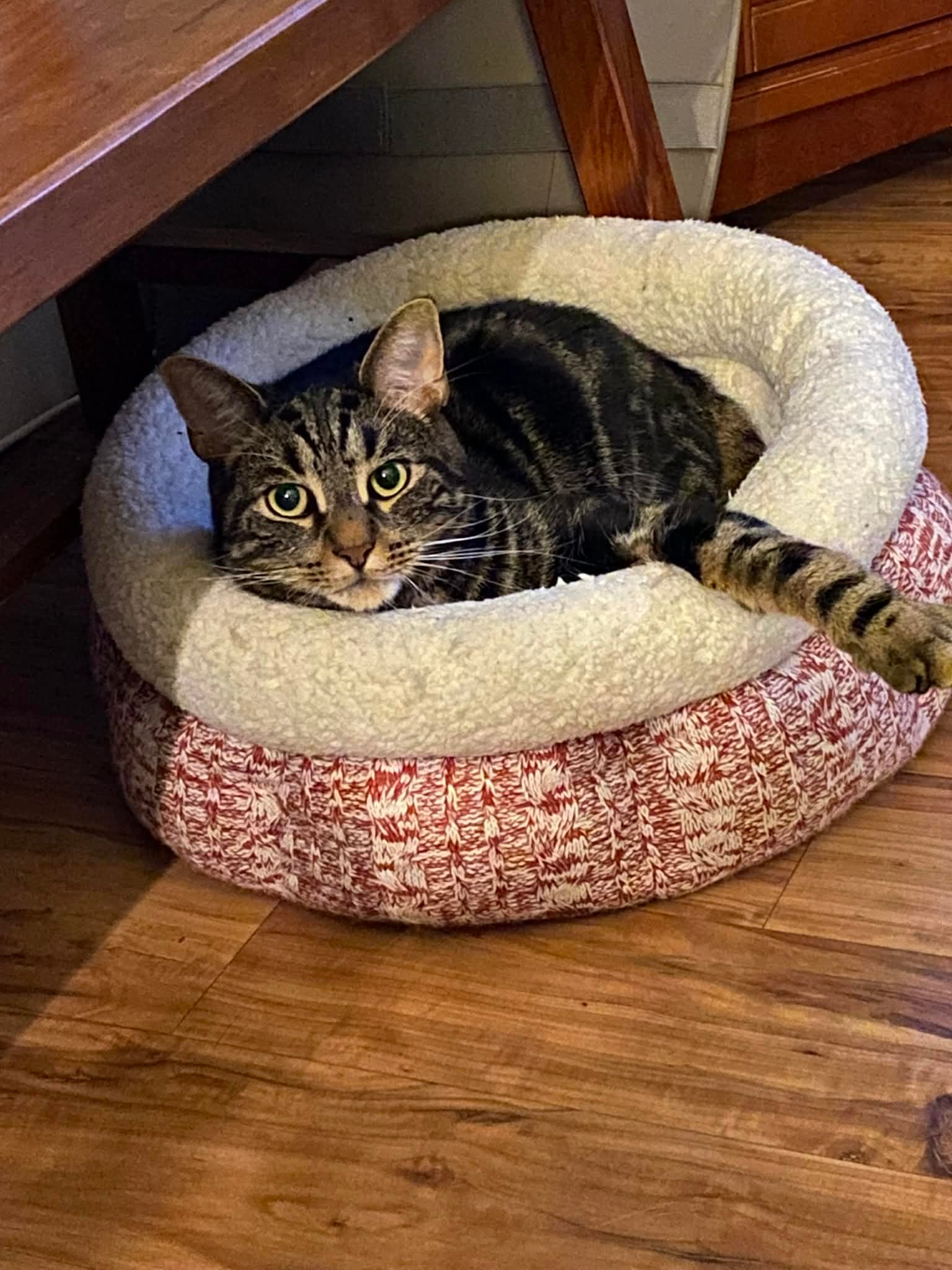 Joey-Courtesy Post Image