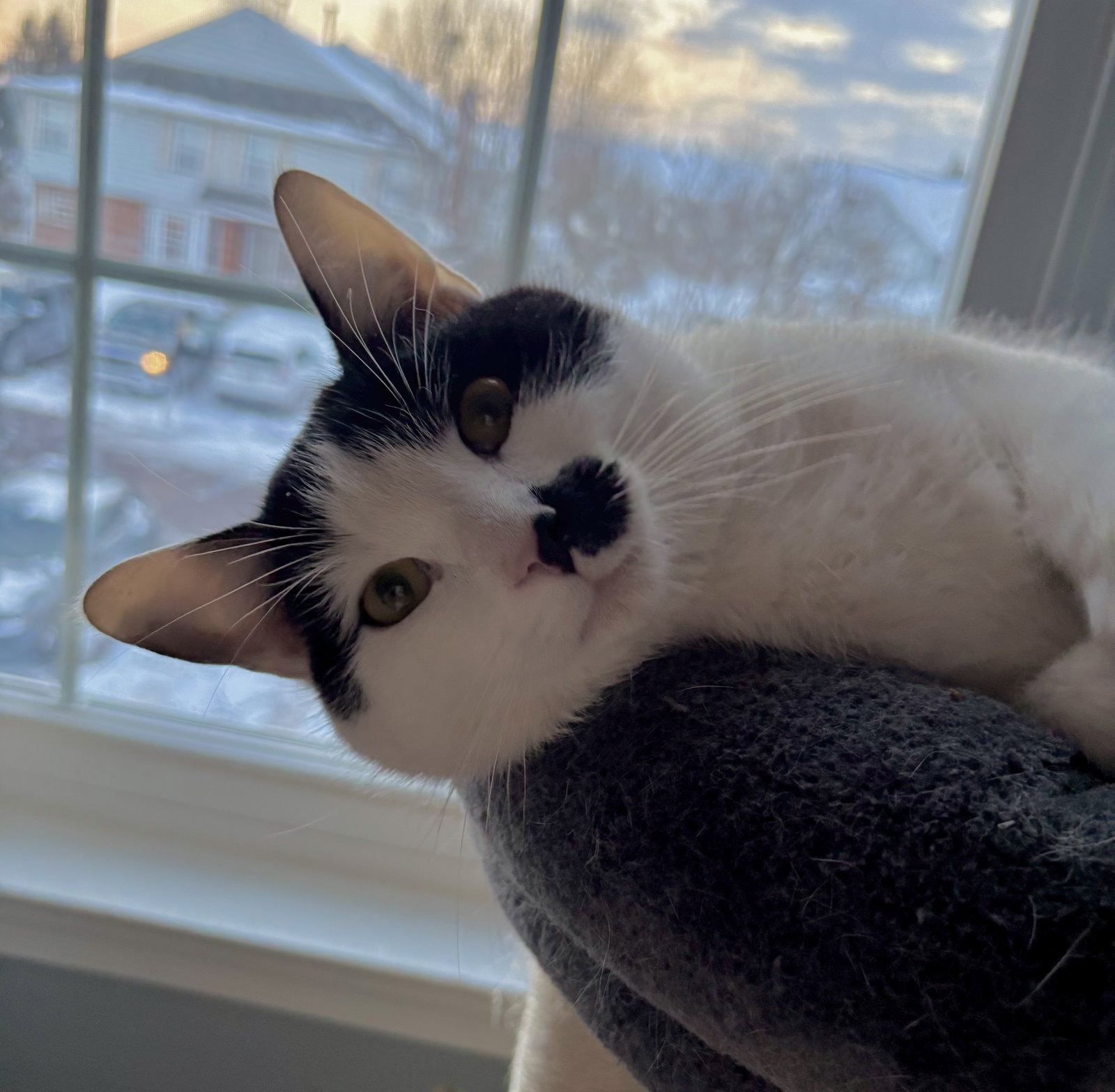 Charlie Image