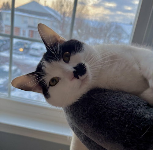 Charlie, Young Domestic Short Hair / Mixed (short coat), cat for adoption in Lancaster, Pennsylvania