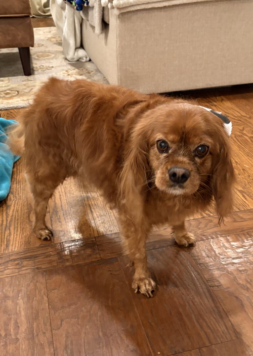 picture of the dog needing adoption