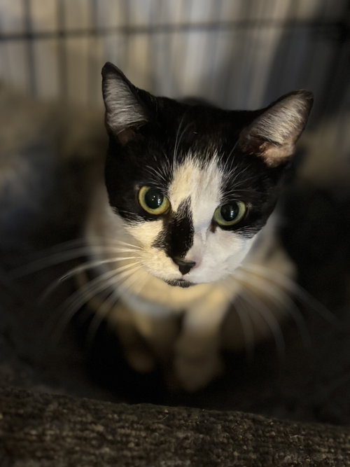 Nelly Foster or Adopter needed, Adult Domestic Short Hair (short coat), cat for adoption in Lancaster, Pennsylvania