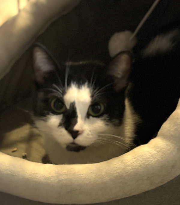 Nelly Foster or Adopter needed