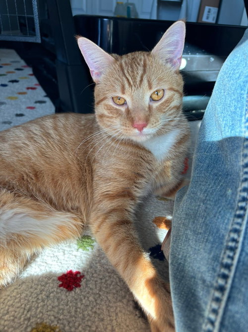 Gus, an adoptable Domestic Short Hair in Parker Ford, PA
