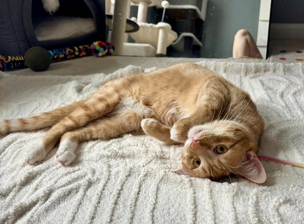 Gus