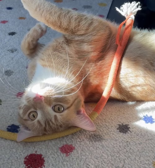 Gus, Young Domestic Short Hair / Tabby, cat for adoption in Lancaster, Pennsylvania