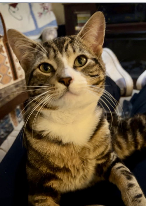 Axel, an adoptable Tabby in Parker Ford, PA