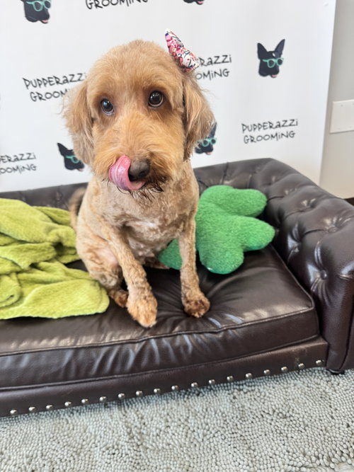 Buttercup, an adoptable Golden Retriever in Parker Ford, PA