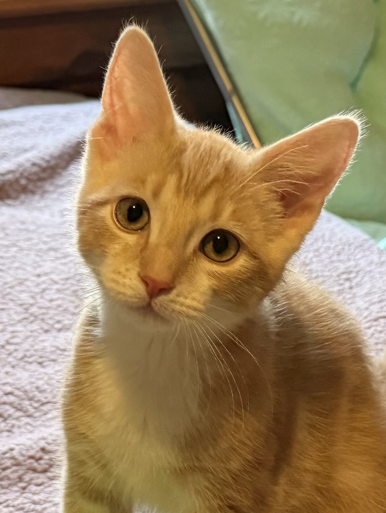 Gummybear-Adoption pending!