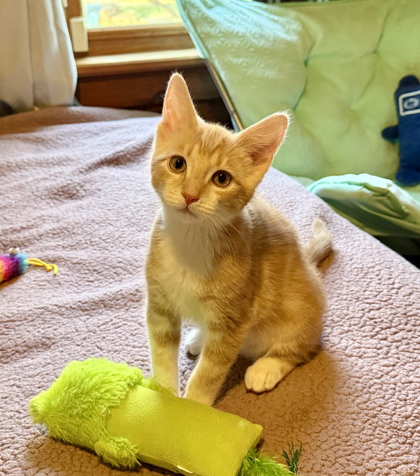Gummybear-Adoption pending!