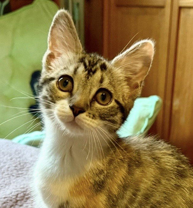 Twizzler-Adoption pending!