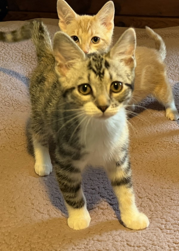Twizzler-Adoption pending!