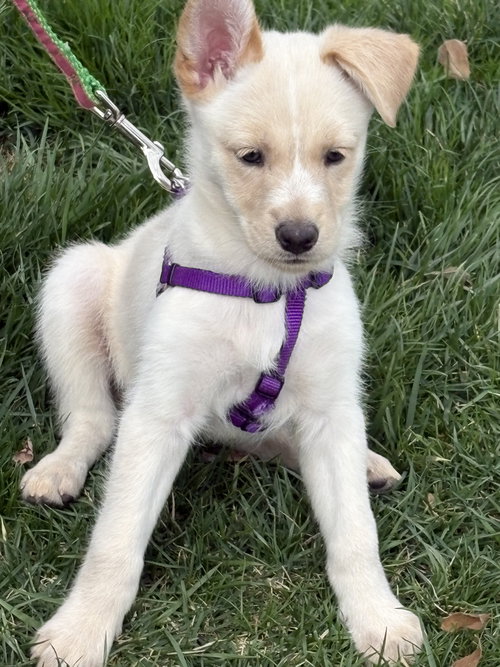 Deja, an adoptable Australian Shepherd in Parker Ford, PA