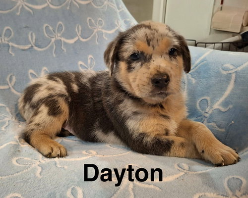 Dayton, an adoptable Australian Shepherd in Parker Ford, PA